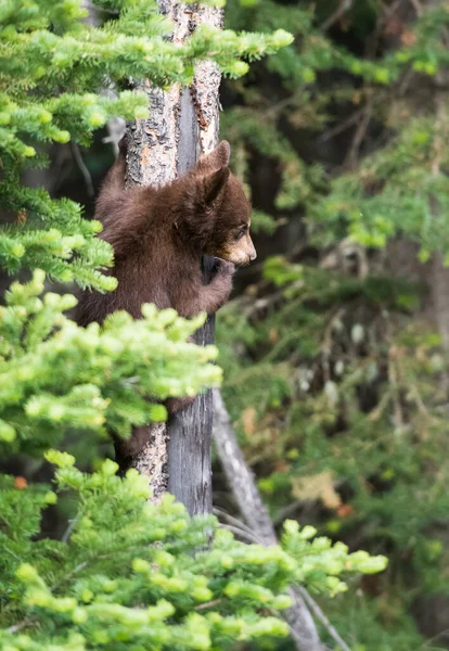 Черный Медведь Дикой Природе — стоковое фото