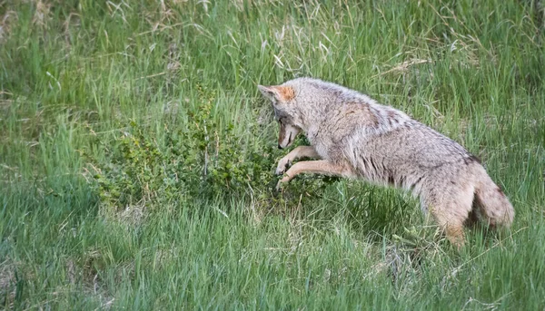 Coyote Het Wild — Stockfoto