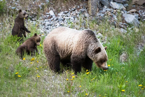 Grizzli Dans Nature — Photo