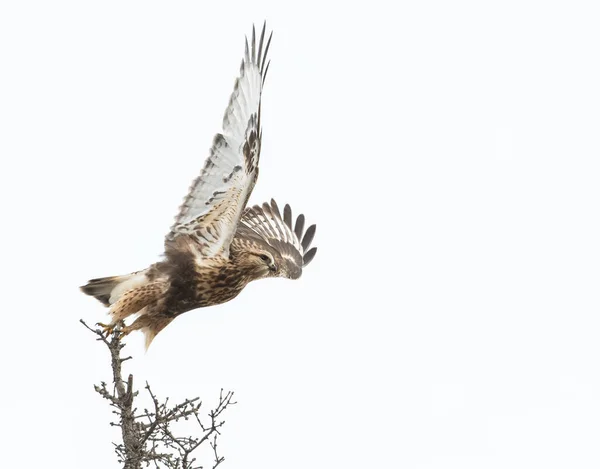 Vista Panorámica Rough Legged Hawk Naturaleza Salvaje — Foto de Stock