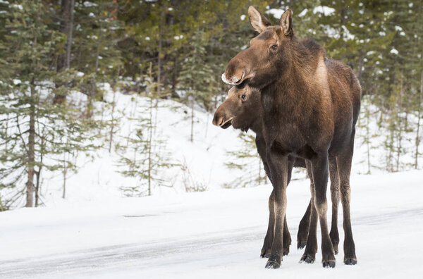 bull moose in national park, jasper, canada