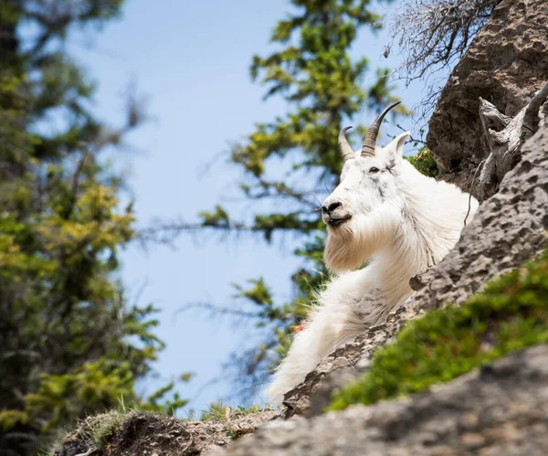 Dağ Keçisi Vahşi Ulusal Park Jasper Kanada — Stok fotoğraf