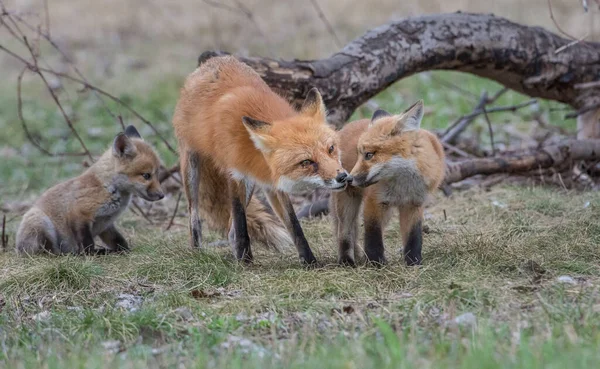 公園で一緒に捕獲されたかわいい赤いキツネ — ストック写真