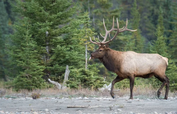 Elk Wild — Stock Photo, Image