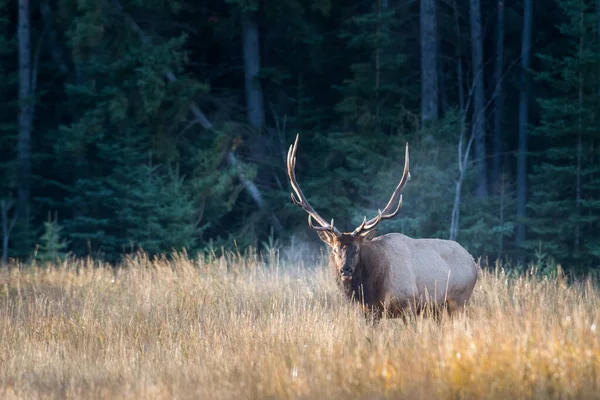 Bull Elk Wild — Stock Photo, Image