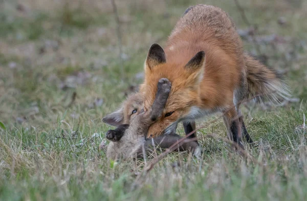 Mignon Renards Rouges Ensemble Capturés Parc — Photo