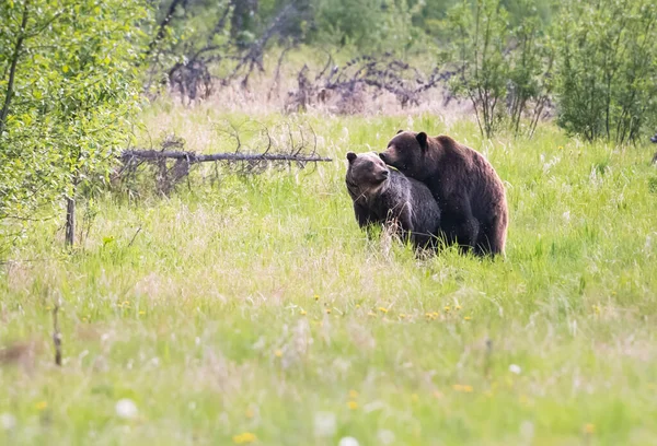 Grizzly Medve Vadonban — Stock Fotó