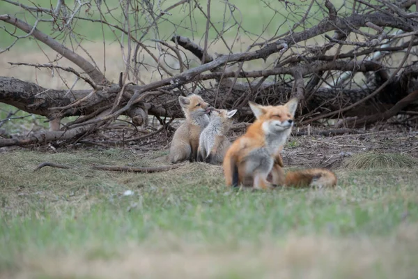 Schattige Rode Vossen Samen Gevangen Park — Stockfoto