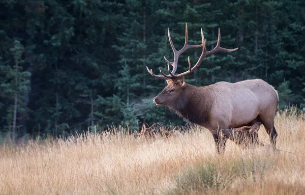 Bull Elk Rut — Stock Photo, Image