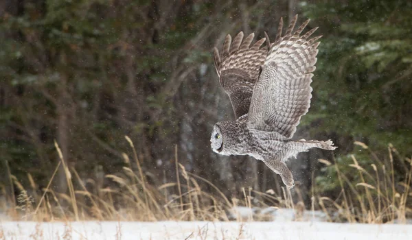 Stor Grå Uggla Vild Natur Alberta Kanada — Stockfoto