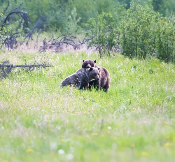 Grizzly Orsi Accoppiamento Natura — Foto Stock