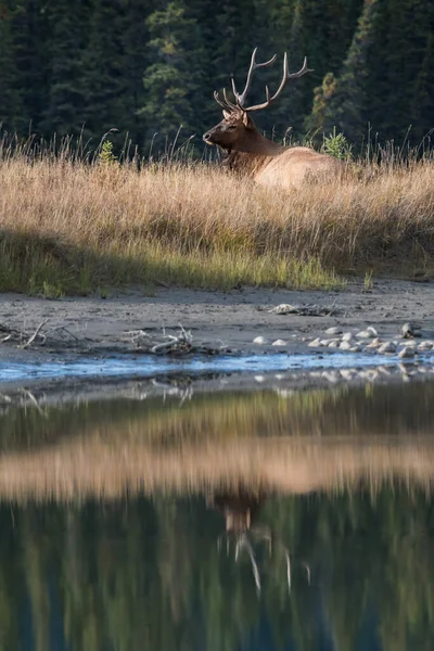 Wapiti État Sauvage — Photo