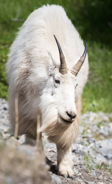 Mountain Goat Wild Park Narodowy Jasper Kanada — Zdjęcie stockowe