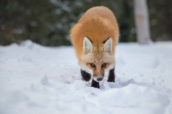 Rödräv Naturen — Stockfoto