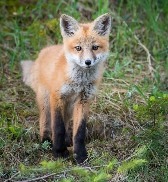 Scenic View Beautiful Red Fox Park — Stock Photo, Image