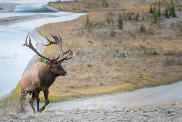 Elk Rut — Stock Photo, Image