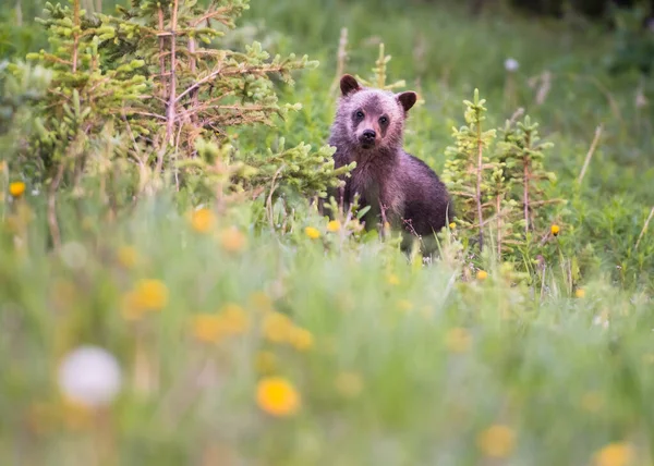 Oso Pardo Naturaleza — Foto de Stock