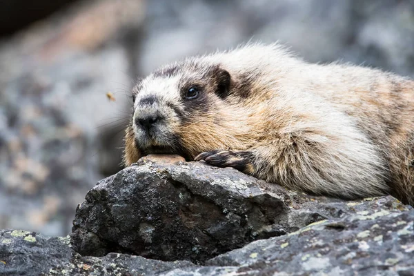 Primer Plano Marmota Naturaleza Salvaje — Foto de Stock