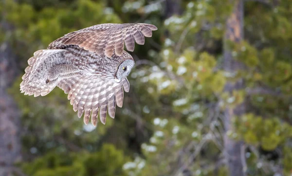 Great Grey Owl Wild Nature Alberta Canada — Stock Photo, Image