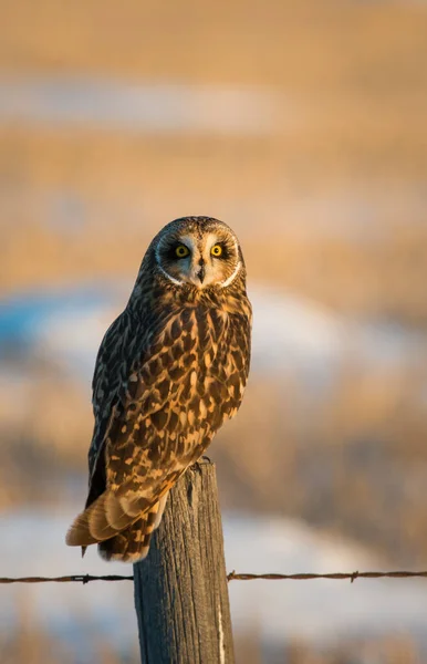 Hibou Des Marais Dans Nature Sauvage — Photo