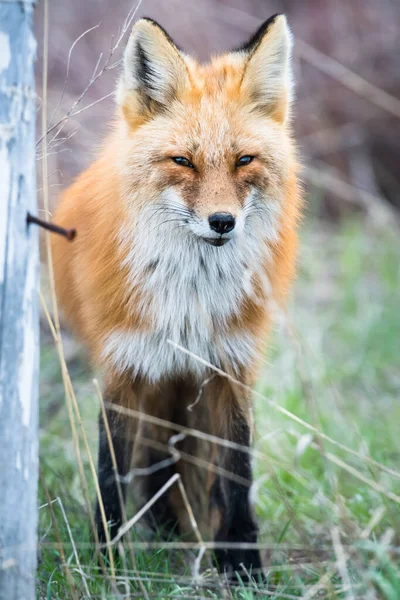 Mignon Renards Rouges Sur Herbe Nature Sauvage — Photo