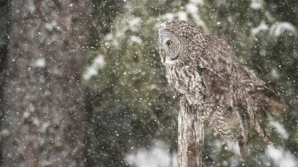 Great Grey Owl Wild Nature Alberta Canada — Stock Photo, Image