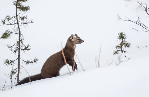 Kuna Sosnowa Spacerująca Śniegu Parku Narodowym Banff Alberta Kanada — Zdjęcie stockowe