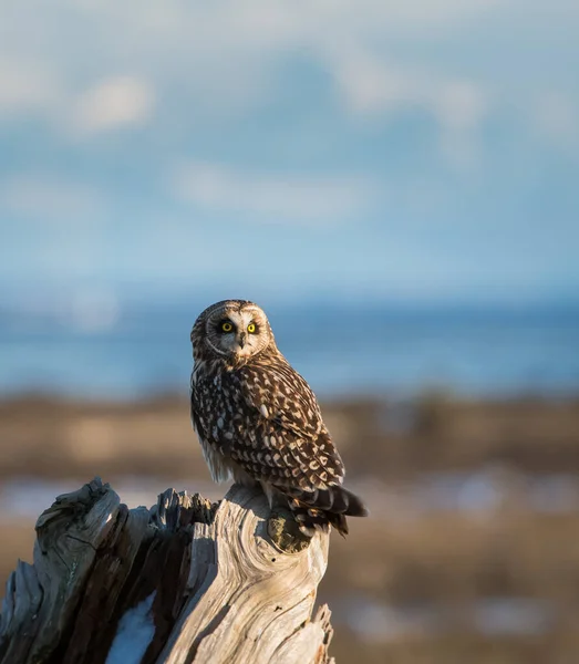 Kortooruil Het Wild — Stockfoto