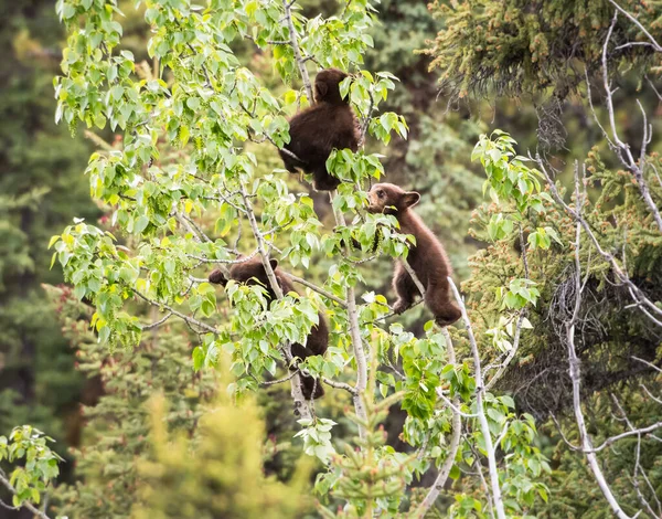 Oso Negro Naturaleza —  Fotos de Stock