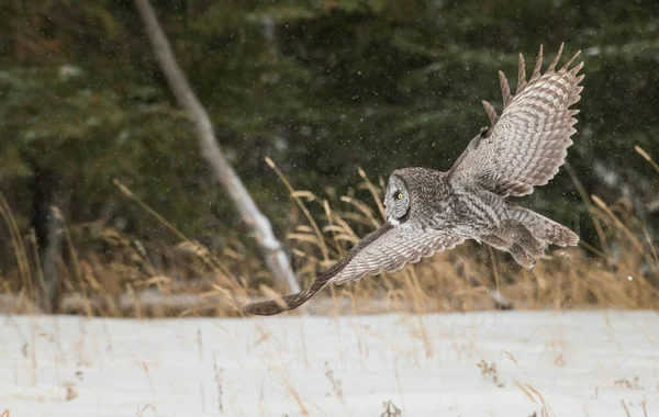 Grand Hibou Gris Dans Nature Sauvage Alberta Canada — Photo