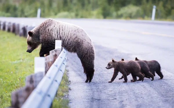 Grizzlybjörn Det Vilda — Stockfoto