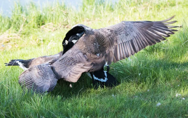 Canada Goose Fight Wild — Stock Photo, Image