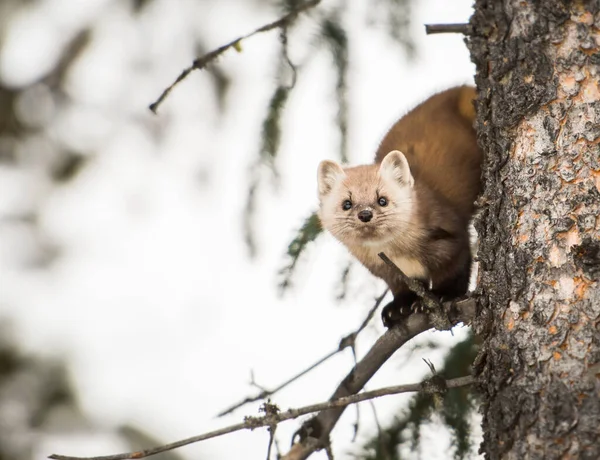 Пайн Мартен Сидить Дереві Банф Національному Парку Альберта Канада — стокове фото