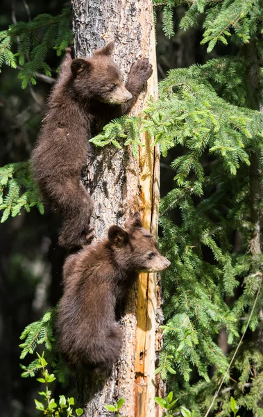 Família Urso Preto Natureza — Fotografia de Stock