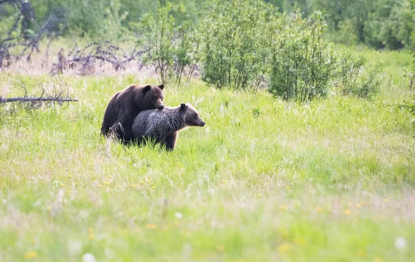 Orso Grizzly Natura — Foto Stock