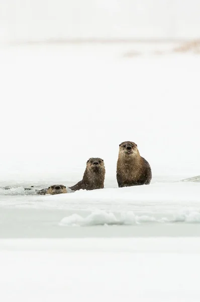 冬の川のカワウソ — ストック写真