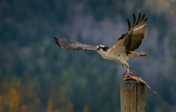 Osprey Estado Selvagem — Fotografia de Stock