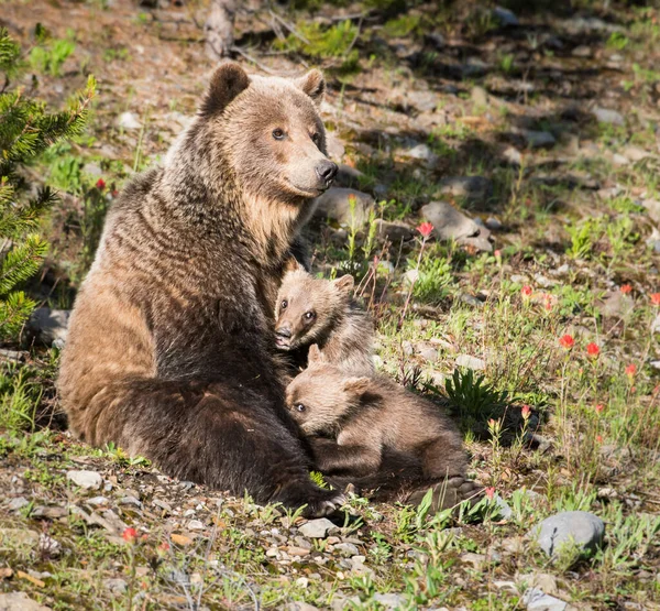 Oso Pardo Naturaleza — Foto de Stock