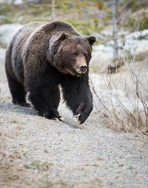 Bruine Grizzlybeer Wilde Natuur — Stockfoto