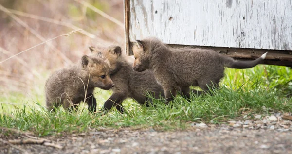 Röd Räv Naturen — Stockfoto