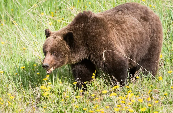 Бурый Медведь Гризли Дикой Природе — стоковое фото