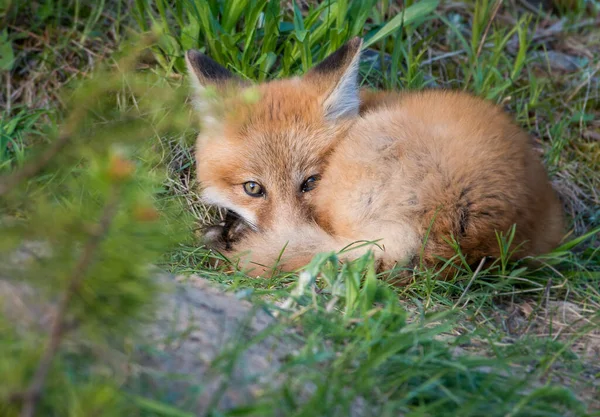 Schilderachtig Uitzicht Prachtige Rode Vos Park — Stockfoto