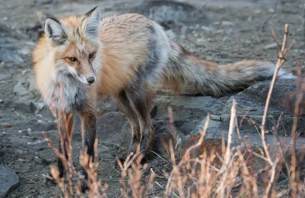 Rotfuchs Freier Wildbahn — Stockfoto