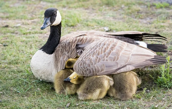 Canadá Goose Família Natureza — Fotografia de Stock