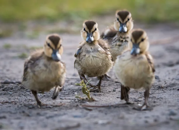 Stockente Freier Wildbahn — Stockfoto