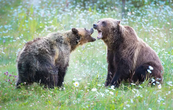 Medvědi Grizzly Divočině — Stock fotografie