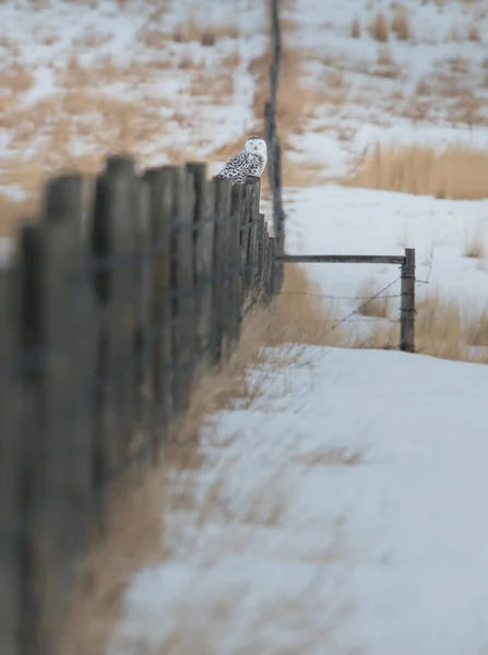 野生雪地猫头鹰 — 图库照片