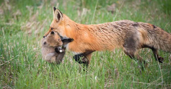 Vacker Utsikt Över Vacker Röd Räv Parken — Stockfoto