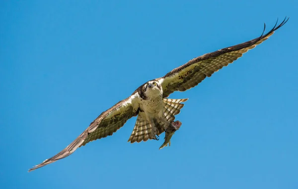 Osprey Naturaleza — Foto de Stock