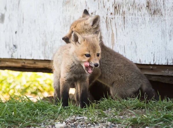 Red Fox Kit Alam Liar — Stok Foto